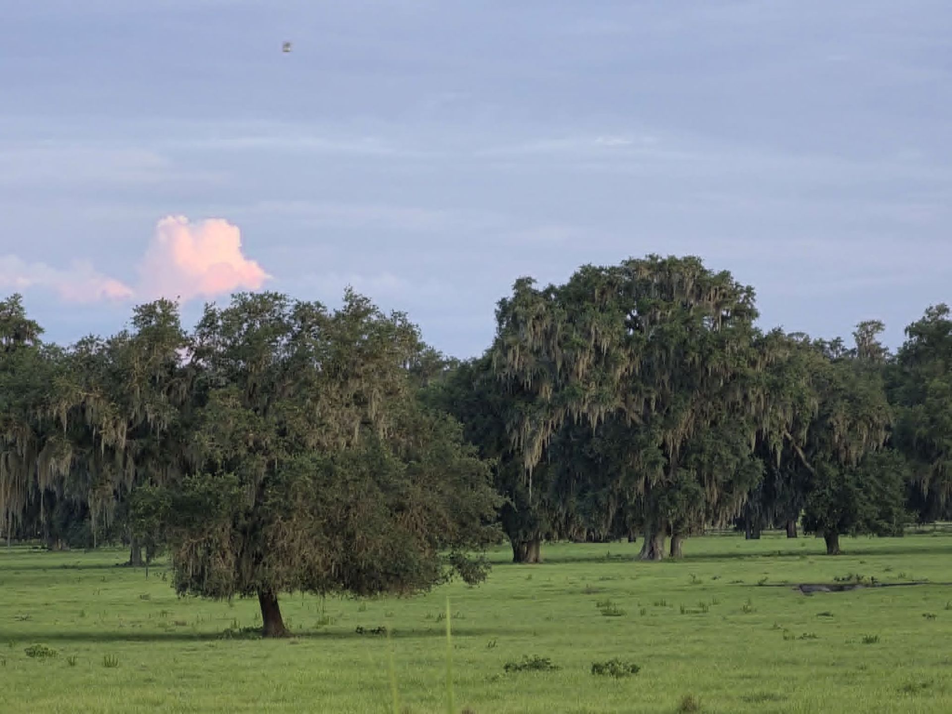 Ocala walk